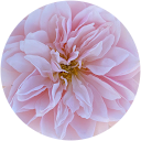 Isabel profile picture